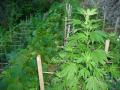 La piantagione di cannabis