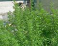 Le piante di marijuana sequestrate