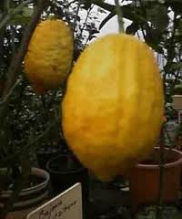 cedro.jpg