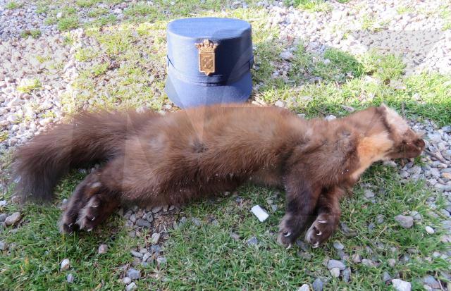 Animali Recuperato Il Corpo Di Una Martora E Un Airone Ferito Nel