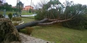 un albero abbattuto a Cirò (Foto: G. Macchione, FB)