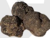 tartufo.jpg
