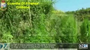 La GdF di Crotone sequestra 20.000 piante di marijuana