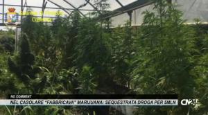Nel casolare “fabbricava” marijuana: sequestrata droga per 5 milioni