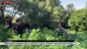 Piantagione di marijuana scoperta a luglio, scovati i presunti coltivatori