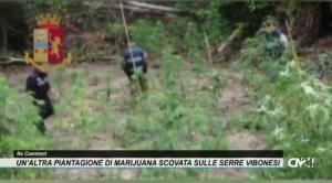 Un’altra piantagione di marijuana scovata sulle Serre vibonesi, a dimora oltre 350 piante