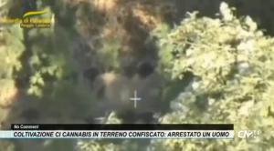 Coltivazione di cannabis in terreno confiscato: arrestato un uomo, distrutte 57 piante